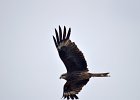 Zwarte wouw (oostelijk) (black-eared kite) Milvus migrans lineatus  - Hustai Nuruu 09-08-2016 (6)